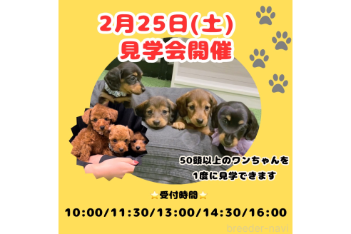成約済の茨城県のトイプードル-363835の3枚目